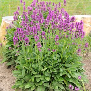 50 Betony (Stachys Officinalis) Seeds - Seed World
