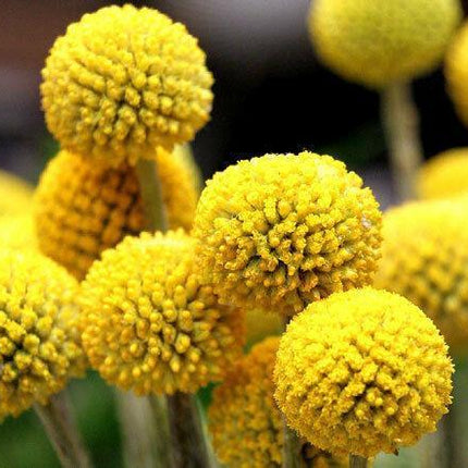 50 Billy Buttons Seeds – Craspedia Drumsticks - Seed World