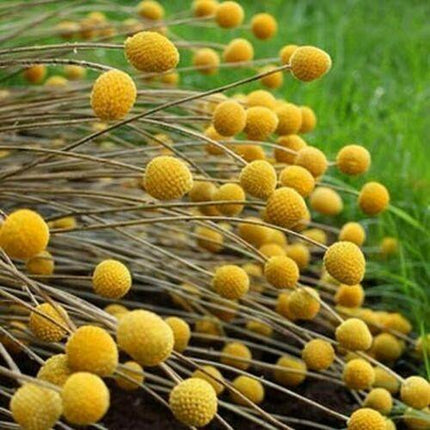 50 Billy Buttons Seeds – Craspedia Drumsticks - Seed World