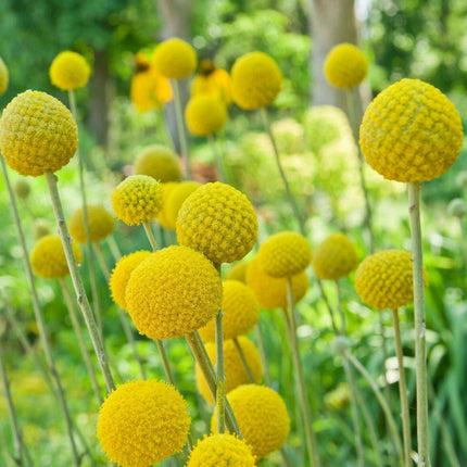 50 Billy Buttons Seeds – Craspedia Drumsticks - Seed World
