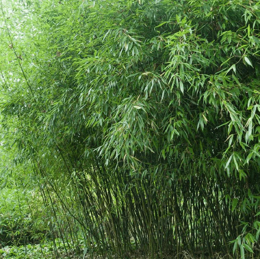 50 Bissetii Bamboo Seeds - Seed World