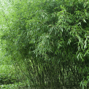 Bissetii Bamboo Seeds - Seed World