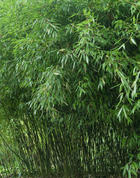 50 Bissetii Bamboo Seeds - Seed World