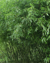 50 Bissetii Bamboo Seeds - Seed World