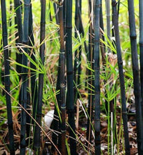 50 Black Bamboo Seeds | Privacy Plant Garden Exotic Shade - Seed World