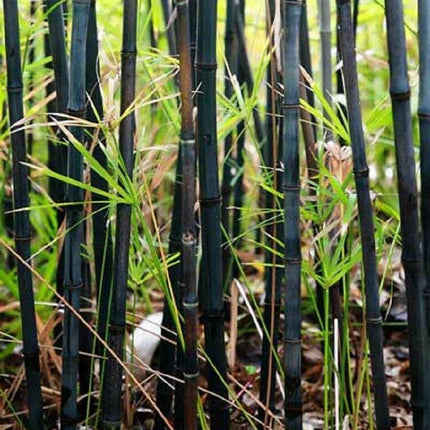 50 Black Bamboo Seeds | Privacy Plant Garden Exotic Shade - Seed World