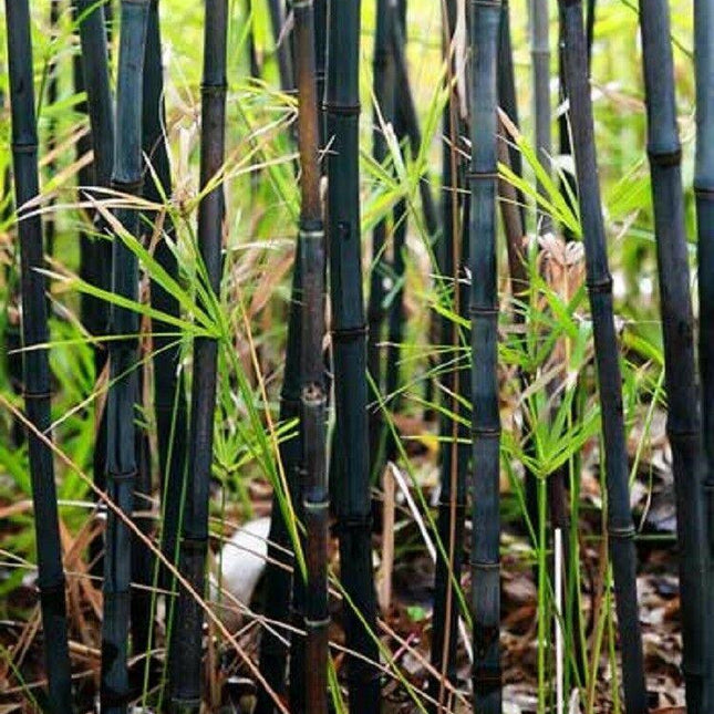 50 Black Bamboo Seeds | Privacy Plant Garden Exotic Shade - Seed World