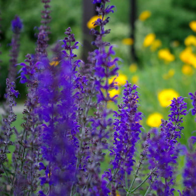 50 Black Knight Delphinium Seeds - Seed World