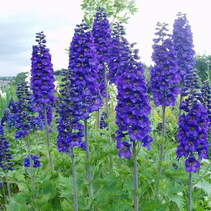 50 Black Knight Delphinium Seeds - Seed World