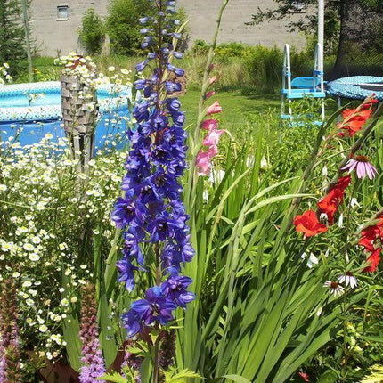 50 Black Knight Delphinium Seeds - Seed World