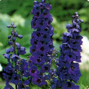 50 Black Knight Delphinium Seeds - Seed World