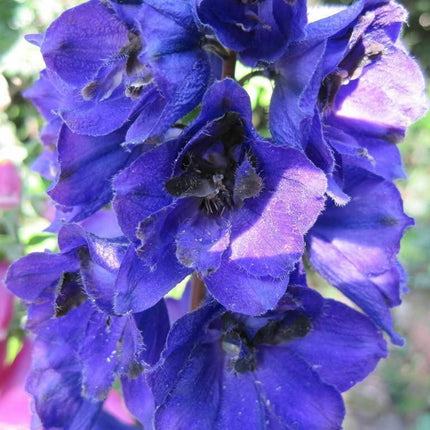 50 Black Knight Delphinium Seeds - Seed World
