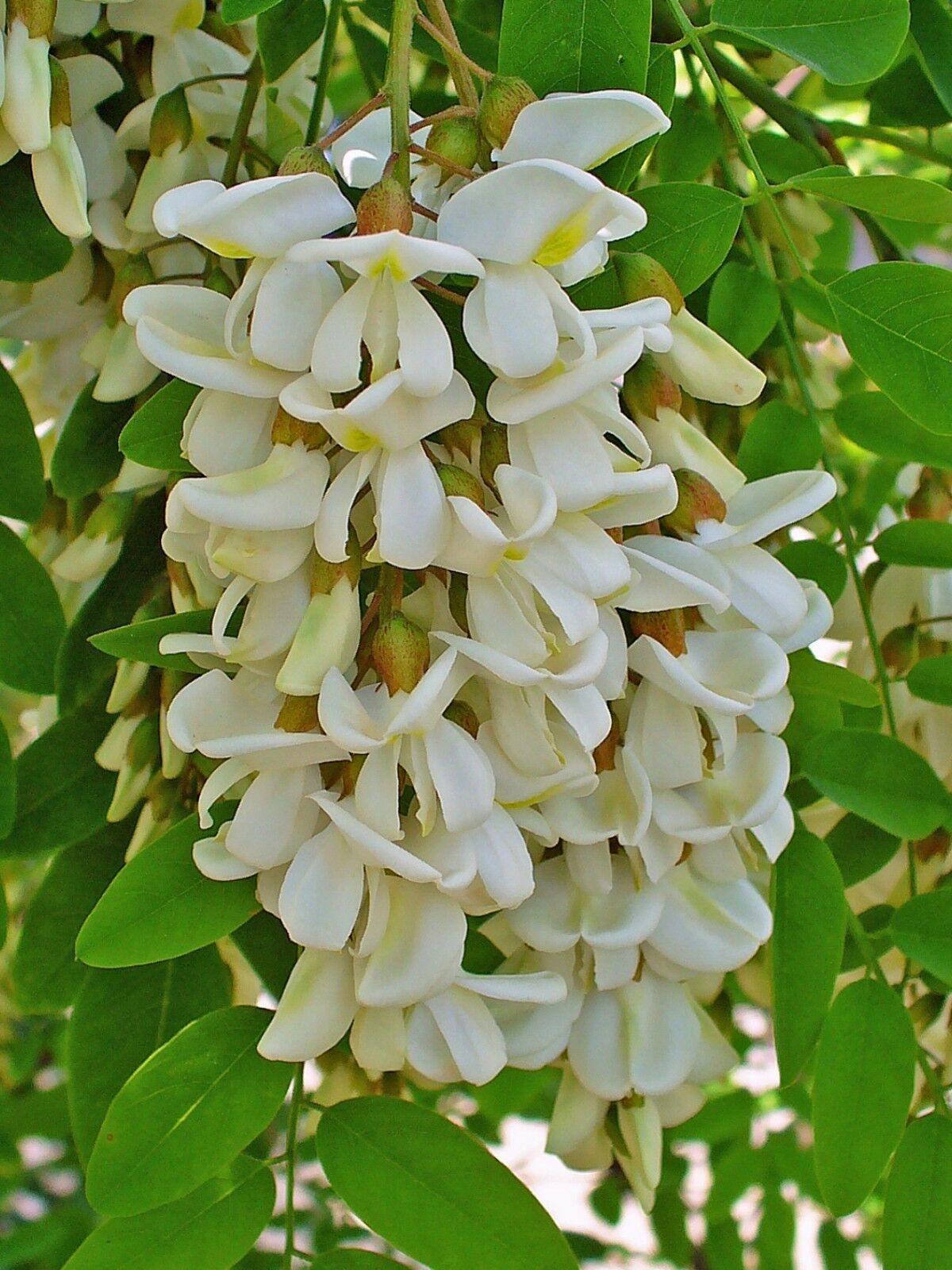 50 Black Locust (Robinia Pseudoacacia) Seeds - Seed World