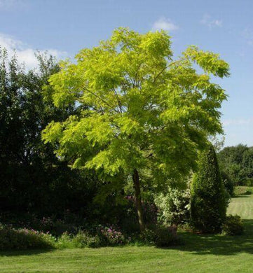 50 Black Locust (Robinia Pseudoacacia) Seeds - Seed World