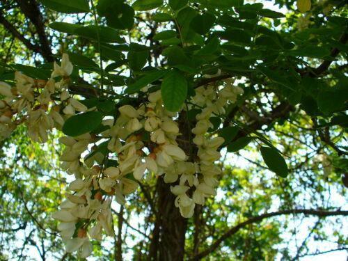 50 Black Locust (Robinia Pseudoacacia) Seeds - Seed World