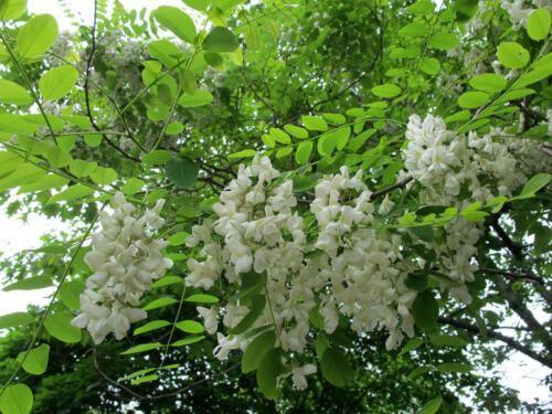 50 Black Locust (Robinia Pseudoacacia) Seeds - Seed World