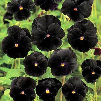 50 Black Pansy Seeds - Seed World