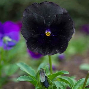 50 Black Pansy Seeds - Seed World