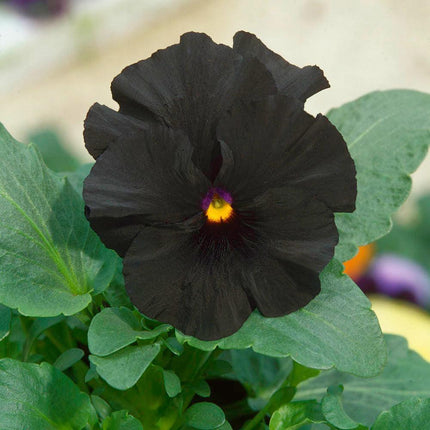 50 Black Pansy Seeds - Seed World