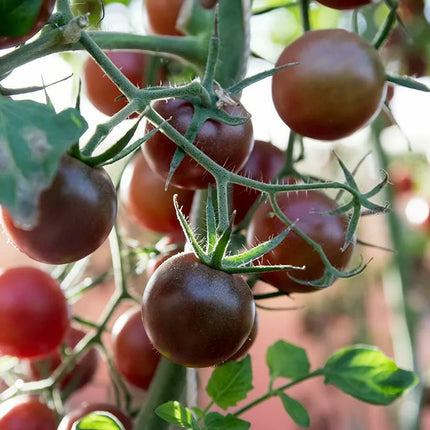 50 Black Prince Tomato Seeds - Seed World