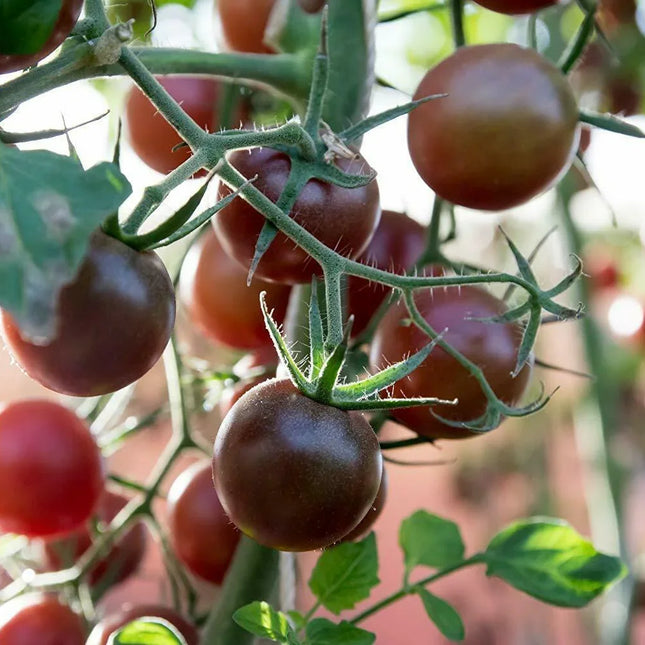 50 Black Prince Tomato Seeds - Seed World