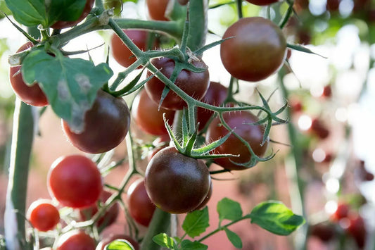 50 Black Prince Tomato Seeds - Seed World