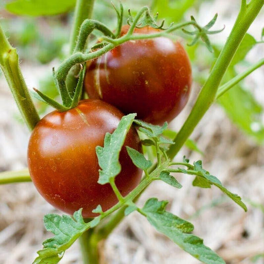 50 Black Prince Tomato Seeds - Seed World