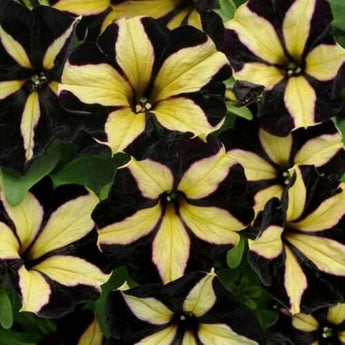 50 Black Yellow Petunia Seeds - Seed World