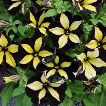 50 Black Yellow Petunia Seeds - Seed World