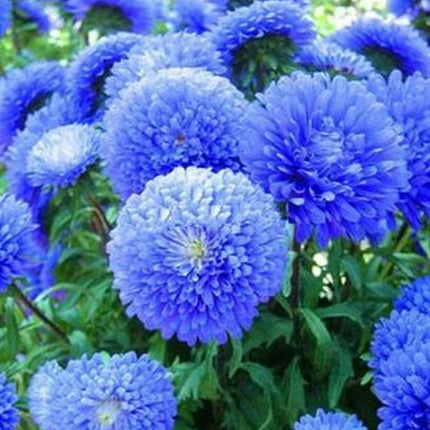 50 Blue Aster Flower Seeds - Seed World