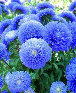 50 Blue Aster Flower Seeds - Seed World
