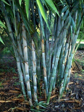 50 Blue Bamboo Seeds - Seed World