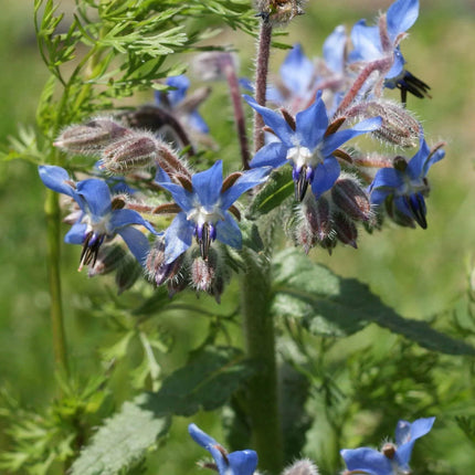 Close-up of blue flowers with green leaves in a natural setting
