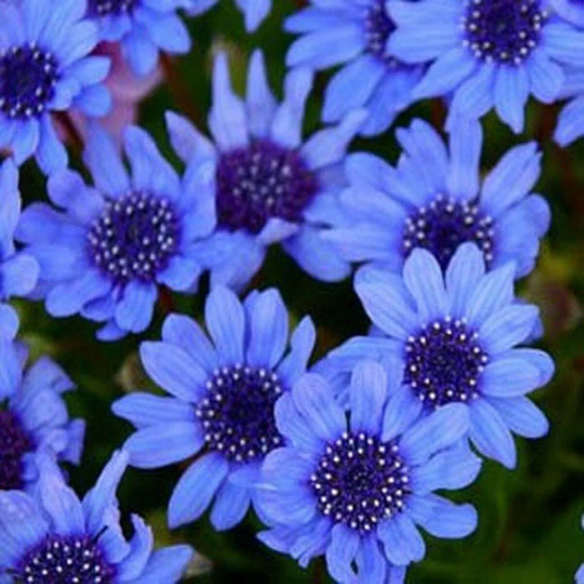 50 Blue Daisy - Felicia Heterophylla Blue Seeds - Seed World