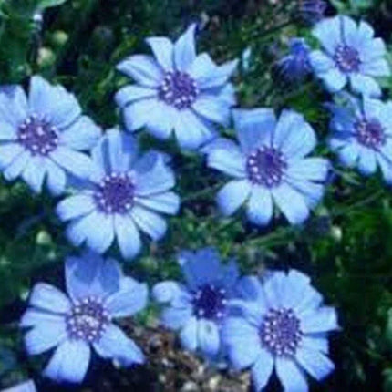 50 Blue Daisy - Felicia Heterophylla Blue Seeds - Seed World