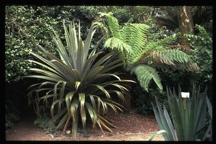 50 Blue Dracaena Cordyline Indivisa Seeds - Seed World