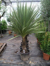 50 Blue Dracaena Cordyline Indivisa Seeds - Seed World