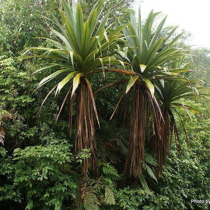50 Blue Dracaena Cordyline Indivisa Seeds - Seed World