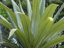 50 Blue Dracaena Cordyline Indivisa Seeds - Seed World