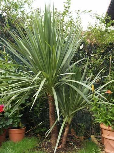 50 Blue Dracaena Cordyline Indivisa Seeds - Seed World