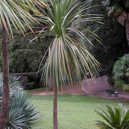 50 Blue Dracaena Cordyline Indivisa Seeds - Seed World