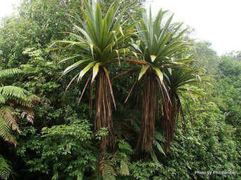 50 Blue Dracaena Cordyline Indivisa Seeds - Seed World