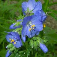 50 Blue Jacob's Ladder Seeds - Seed World