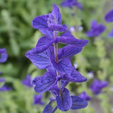 50 Blue Monday Salvia Seeds - Seed World