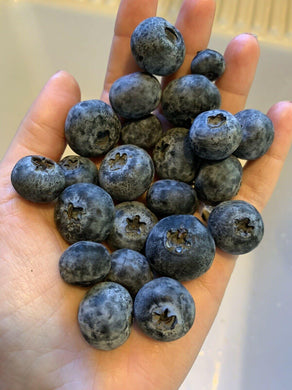 50 Blueberry Seeds - Seed World