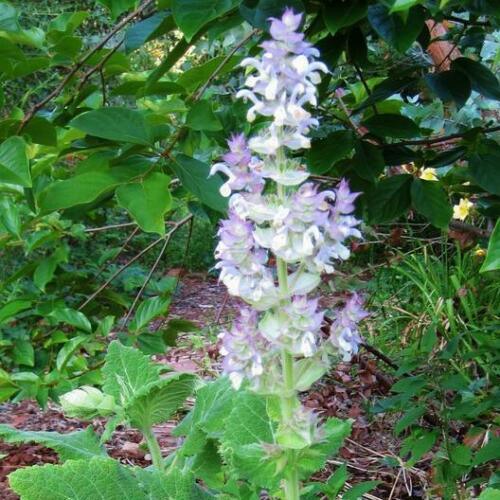 50 Bluish White Clary Sage Salvia Seeds - Seed World