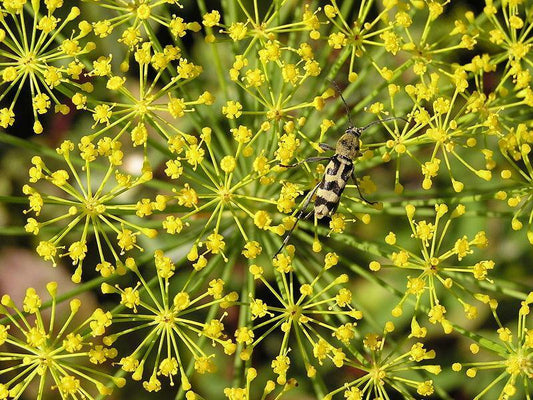 50 Bouquet Dill Seeds | NON-GMO | Heirloom - Seed World