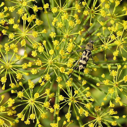 50 Bouquet Dill Seeds | NON-GMO | Heirloom - Seed World