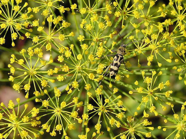 50 Bouquet Dill Seeds | NON-GMO | Heirloom - Seed World