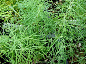 50 Bouquet Dill Seeds | NON-GMO | Heirloom - Seed World